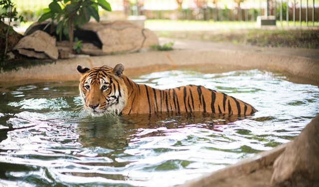 El Tigre Club de Golf