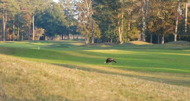 A view of fairway #9 from Jones at Sea Trail Golf Resort and Convention Center.