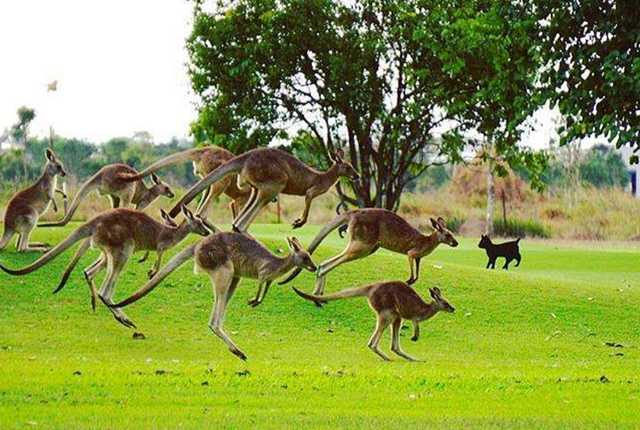 Mareeba Golf Club kangaroos