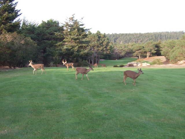 You'll see more deer at Sea Ranch Golf Links than you can imagine.