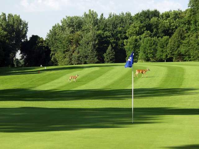A view of green with deer in background at Chomonix Golf Course