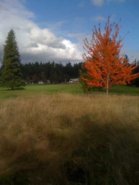 A fall view from Brookdale Golf Club