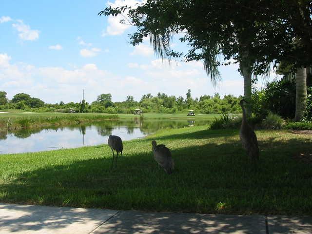 Kissimmee Bay CC