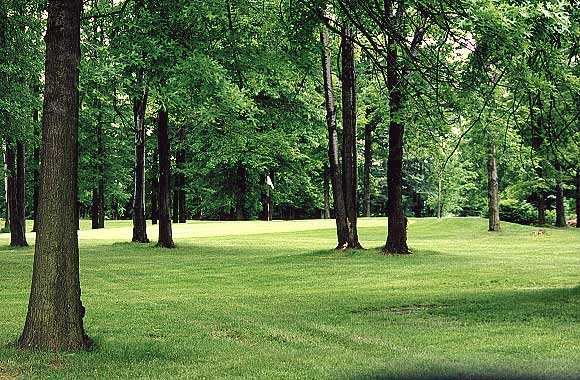 A view of green protected by trees at Emerald Woods Golf Course