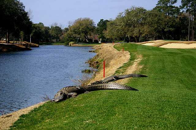 Aligator at Caledonia Golf & Fish Club (E. DeBear)