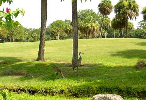 A view of a hole at Turtle Creek Golf Club