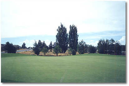 Greens at Redmond #1 (John Vawter)