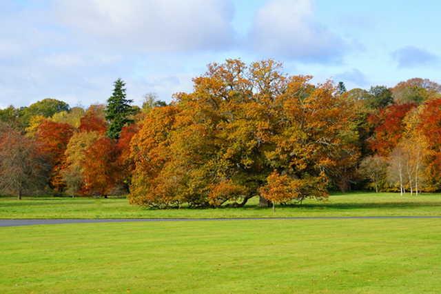 A fall view from SCHLOSS Roxburghe Golf Course