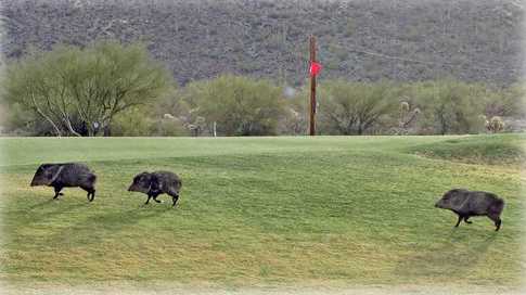 A view of a green at Tucson Estates Country Club & Golf Course