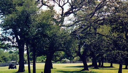 A view from Killian Greens Golf Club