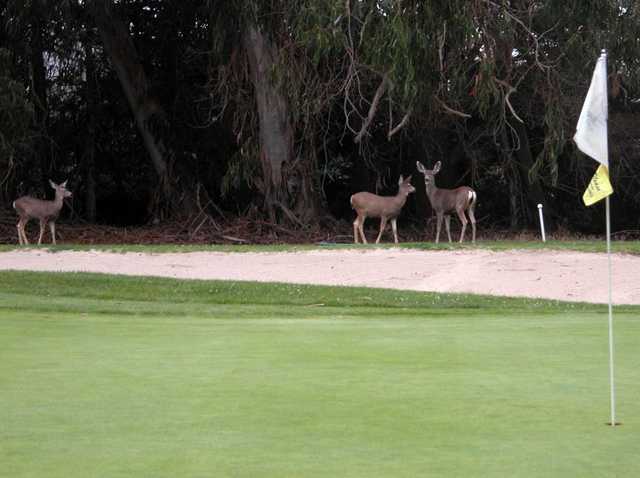 A view of a hole at Marshallia Ranch Golf Course