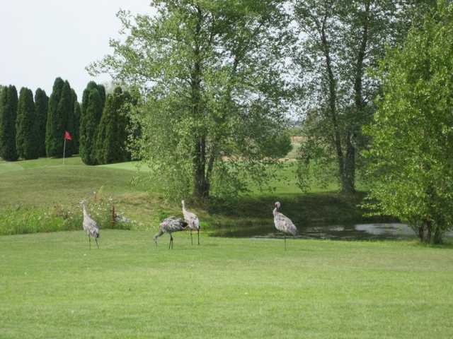 A view of some birds resting near a green at Marengo Ridge Golf & Country Club