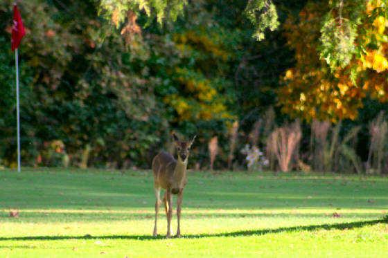 A view of a hole guarded by a deer at Pine View Golf Course