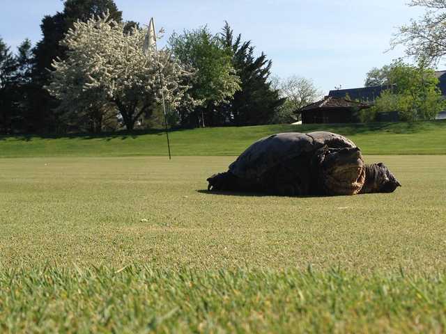 A spring view of a green at Valley Lo Club