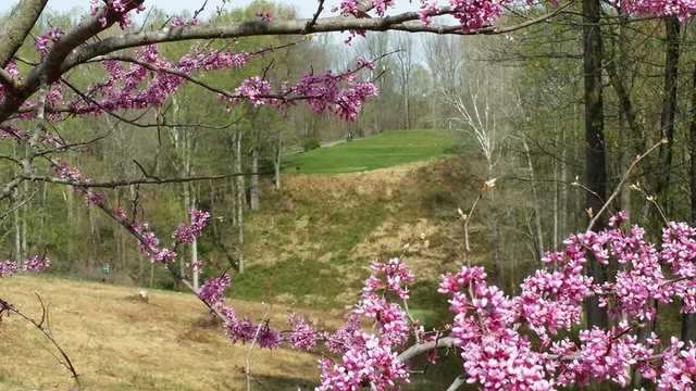 A view of the 15th tee through a Redbud tree at Little Bennett Golf Course 