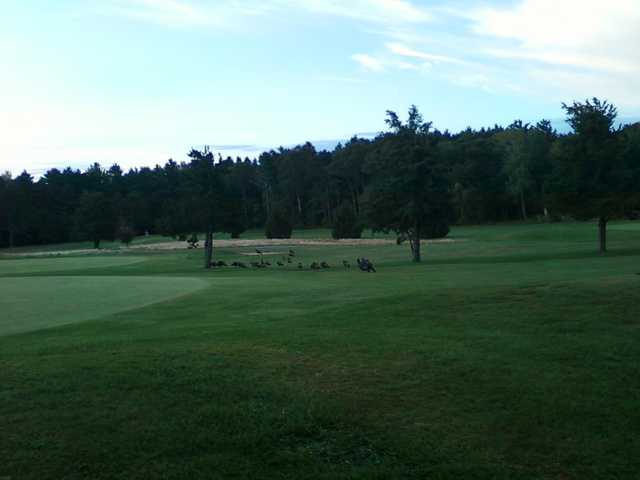 A view of wild turkeys on hole #4 at Little Harbor Country Club