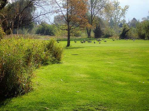 Mick Riley Golf Course Reviews Course Info TeeOff Mick Riley Golf Course Reviews Course Info TeeOff