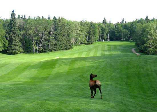 A view of a fairway at Waskesiu Golf Course