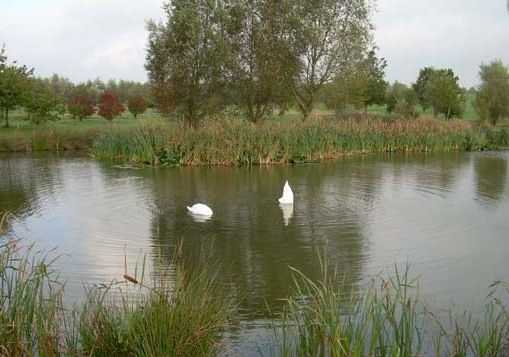 Swans on the water hazard at Long Sutton Golf Club