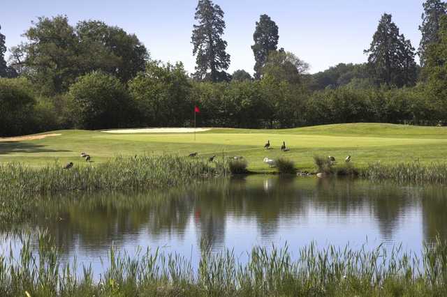 The 14th green at Hartley Wintney Golf Club has its own unique hazards to contend with!