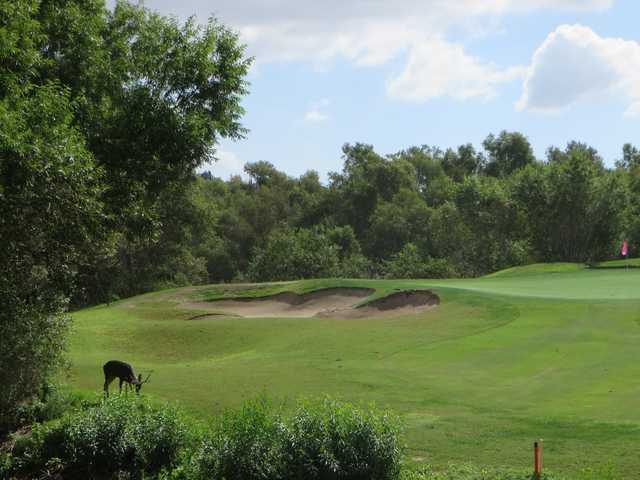 Bunkered green at Strawberry Farms Golf Club
