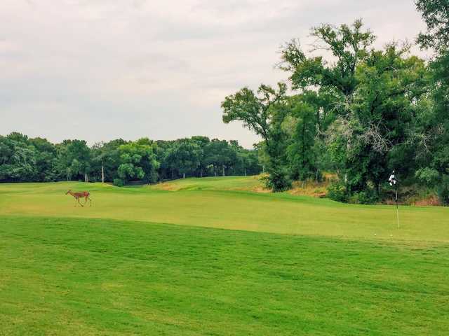 A view of green #11 and a deer visitor at Wolfdancer Golf Club