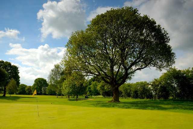 The famous Langer tree at Fulford Golf Club