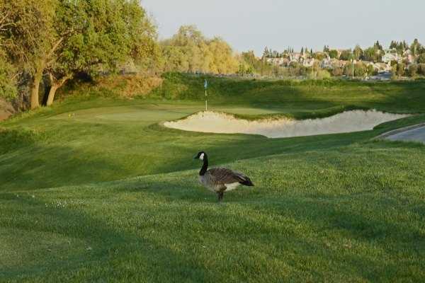 A view of a green from Lone Tree Golf Course