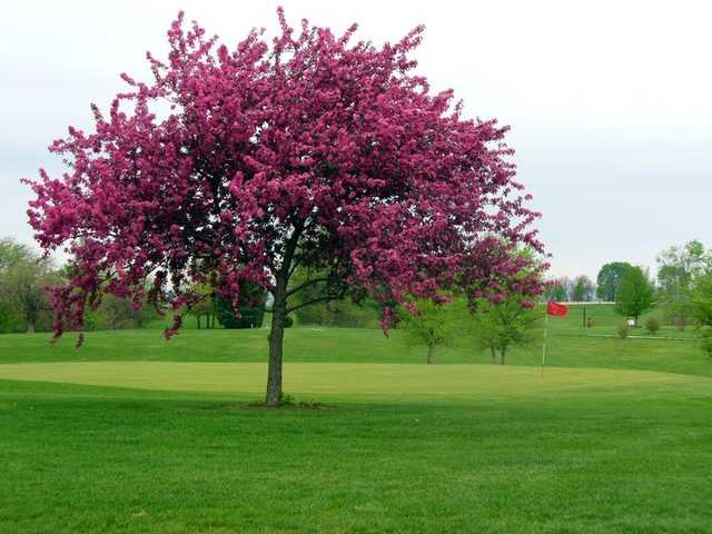A spring view of green #15 protected by a blossom tree at Country Hills Golf Course