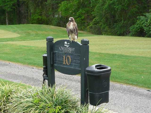 A view of tee #10 sign and a bird visitor at Oyster Reef Golf Course