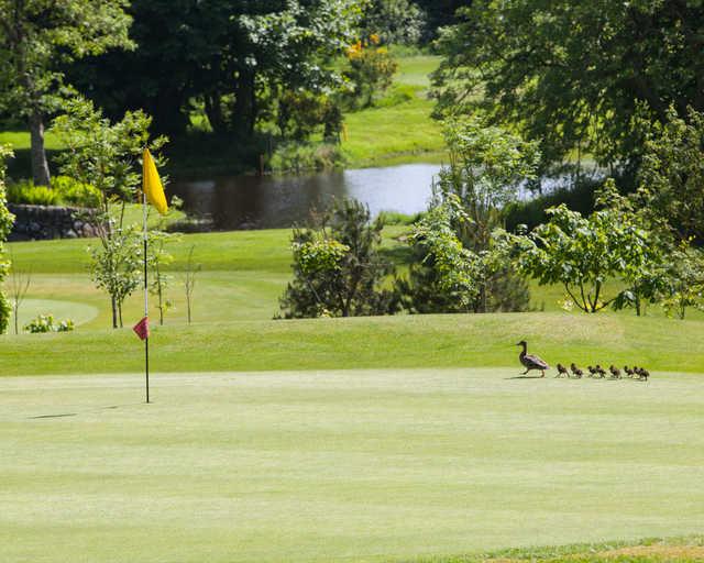 A view of a hole and a duck family at Portlethen Golf Club