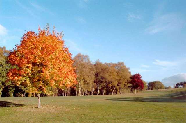 The tree lined 8th green at the Edzell Golf Club