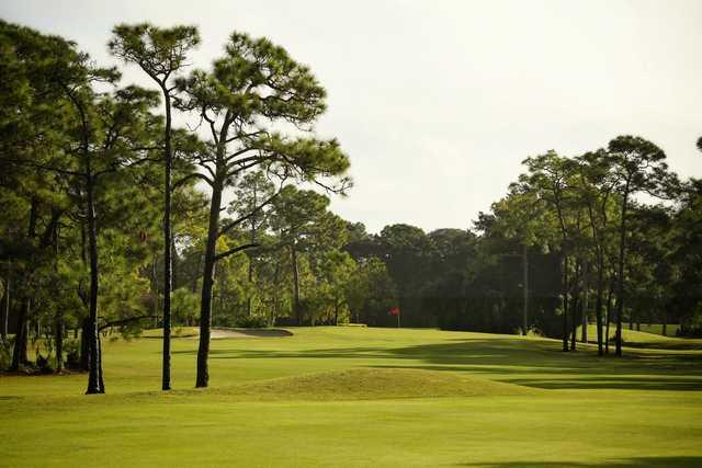 A view from Palmetto-Pine Country Club