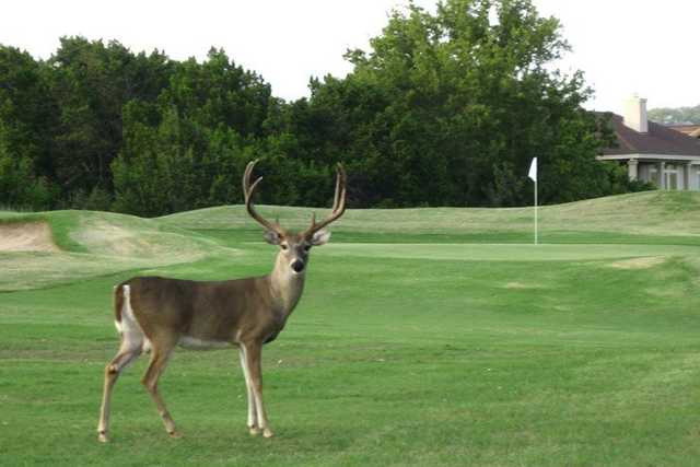 A view of green at Lago Vista Golf Course