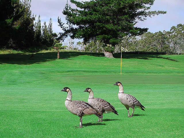 View of the 14th hole at Volcano Golf & Country Club
