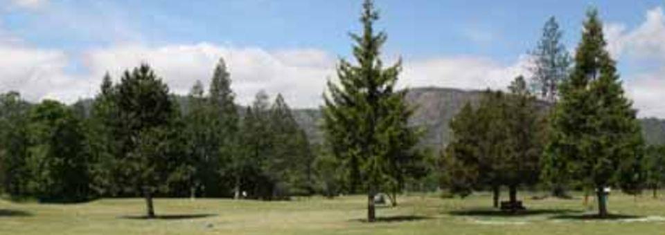 Laurel Pines 1