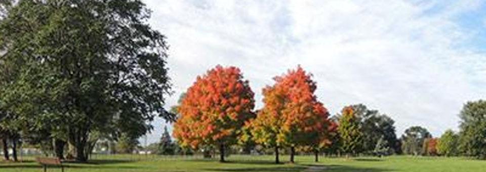 Green Oaks