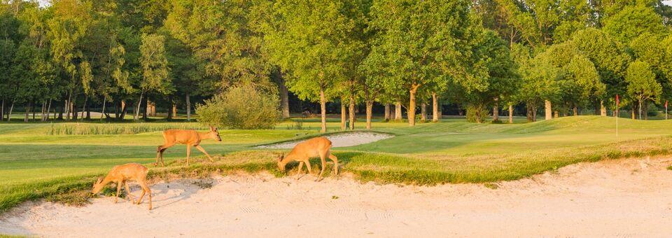 Golf des Yvelines Les Tilleuls Course - Resonance