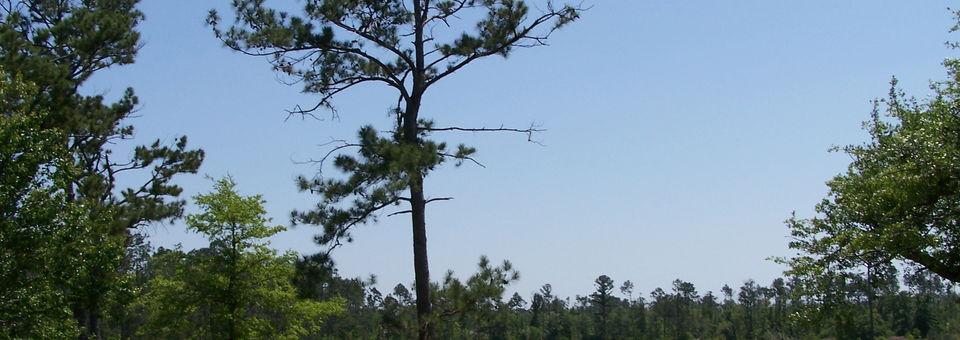 Diamondhead Country Club - Pine Course