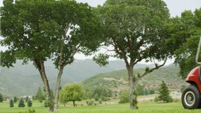 Pine Meadow